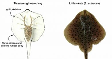 Harvard Engineer Unveils Robotic Stingray Powered by Rat Muscle Tissue