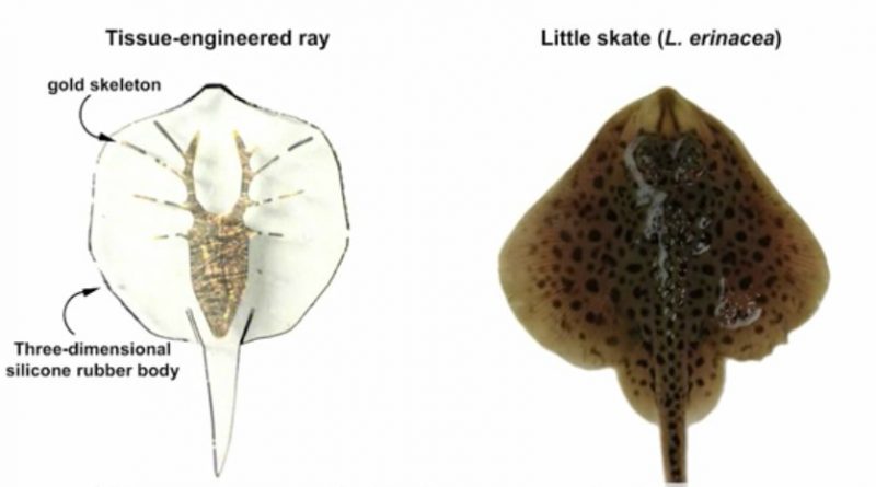 Harvard Engineer Unveils Robotic Stingray Powered by Rat Muscle Tissue